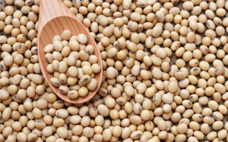 ભારતમાં સોયાબીનના ભાવ ૧૦ વર્ષના તળિયે: બ્રાઝીલ, આર્જેન્ટીના, અમેરિકનમાં વિપુલ સોયાબીન પાક ભાવ ઓગસ્ટ ૨૦૨૦ના તળિયે