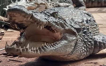 20 થી વધારે મગરો વડોદરા શહેરમાં ઘૂસ્યા