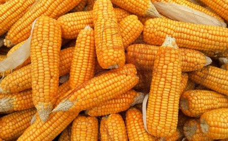 ભારતની ઇથેનોલ નીતિએ મકાઈના ભાવને ઓક્ટોબર ૨૦૨૦થી બોટમ આઉટ કર્યા : ભારત ૧૦ લાખ ટન મકાઈ મ્યાનમાર અને યુક્રેનથી આયાત કરશે   