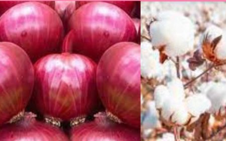 मोदी सरकारने शेतकऱ्यांच्या शेतमालाला जास्त भाव मिळावा म्हणून अत्यंत महत्त्वपूर्ण निर्णय घेतले : उपमुख्यमंत्री देवेंद्र फडणवीस यांनीही केंद्र सरकारच्या या निर्णयाचे स्वागत केले