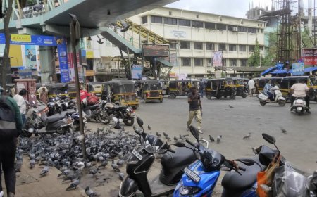 नवघर परिसरात कबुतरांच्या समस्या: नागरिकांच्या आरोग्यावर संकट, पालिका कार्यालयासमोर गैरप्रकार"