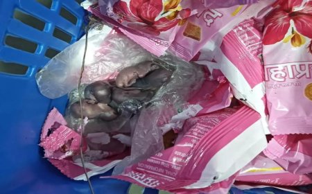 सिद्धिविनायक ट्रस्टने प्रसादातील उंदरांच्या व्हायरल व्हिडिओला ‘षडयंत्र’ म्हटले आहे