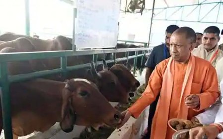 गो-संरक्षण : योगी सरकार ने 27 हजार हेक्टेयर से अधिक गोचर भूमि को कराया कब्जा मुक्त