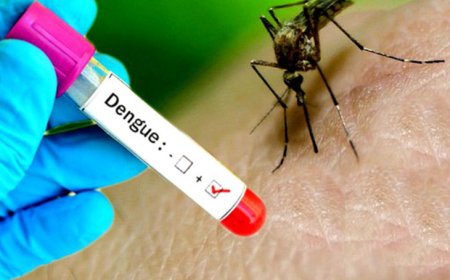 વડોદરામાં ડેન્ગ્યુથી મચ્યો હાહાકાર, 24 કલાકમાં 58 શંકાસ્પદ કેસ નોંધાયા