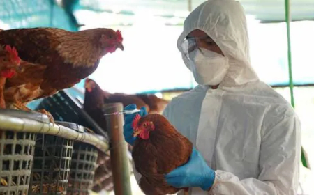 Dozens of Captive Tigers and Lions in Vietnam Die from Bird Flu