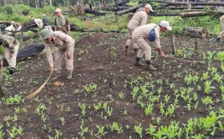 11 acres of poppy cultivation destroyed in Tamenglong