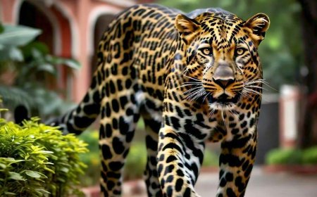 चांदीप भागात वावर असल्याचे व्हायरल:नागरिकांत घबराट, वन विभागाचा सावध पवित्रा