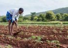 नैसर्गिक शेतीसाठी केंद्र सरकारकडून नवा 'नॅशनल मिशन ऑन नॅचरल फार्मिंग' (एनएमएनएफ)