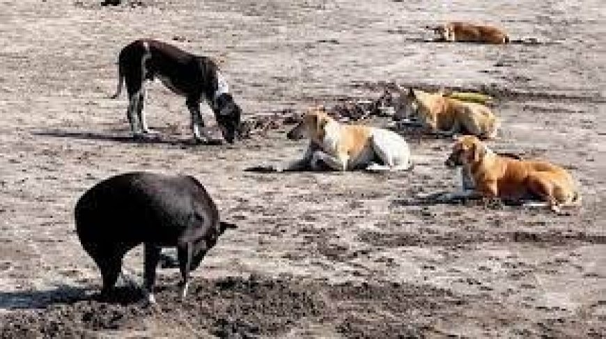 वसई विरार में बढ़ रहे आवारा कुत्तों का उत्पात, नागरिकों में डर का माहौल