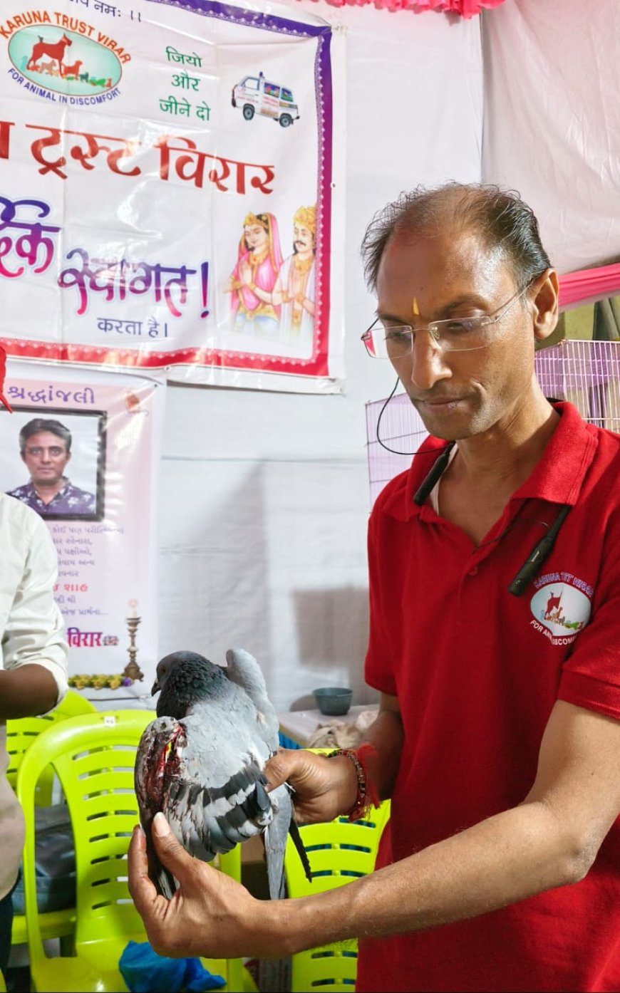 चाइनीज मांजा बनी मौत की वजह: 700+ पक्षी घायल, हजारों की जान गई