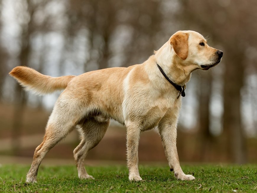 Dog’s Head Found in Refrigerator at Momo Factory in Mohali; Workers Flee Amid Health Raid