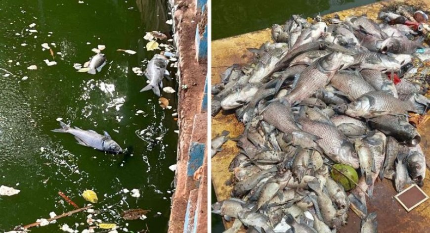 मीरा-भाईंदर : गोददेव तलावात मासे मृतावस्थेत आढळले; एमबीएमसीकडून पाण्याच्या शुद्धीकरणासाठी तातडीने कारवाई