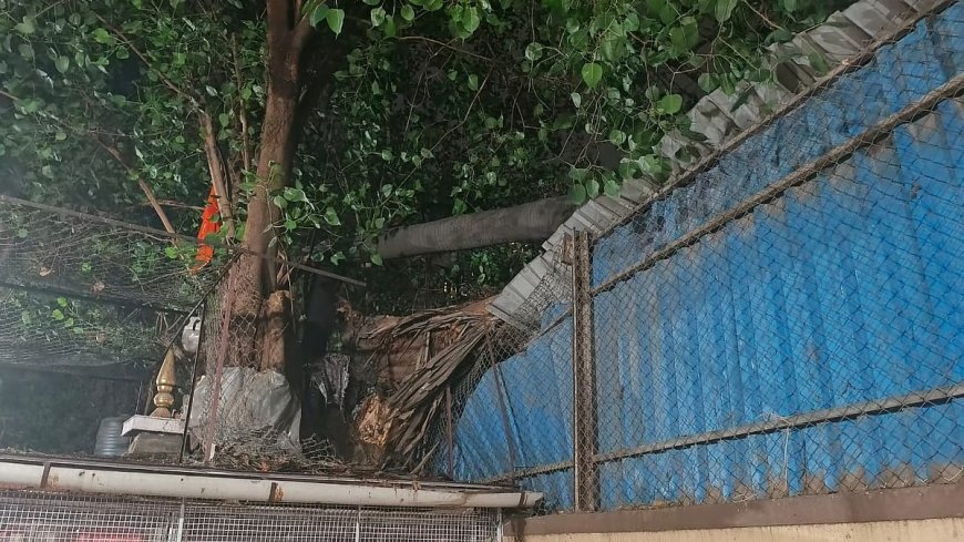 मुंबई में प्री-मानसून बारिश का कहर: 41 पेड़ उखड़े, 72 मकान क्षतिग्रस्त, विमान और लोकल ट्रेन सेवाएं प्रभावित