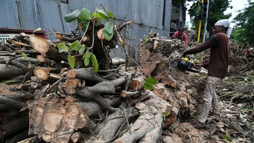 Tree Falls Amid Mumbai Rains: One Injured in Byculla, Two in Powai