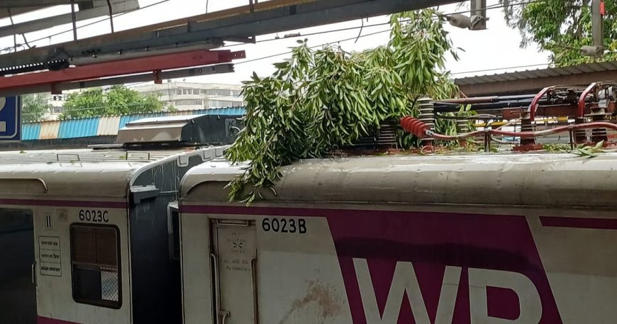 Mumbai Monsoon 2025: Tree Branches Disrupt Western Railway Slow Line Near Parel Station
