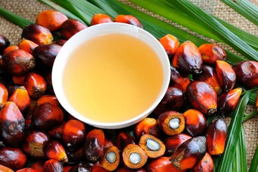 Indonesia’s Palm Oil Exports Soar 43.3% in May Amid Strong Global Demand