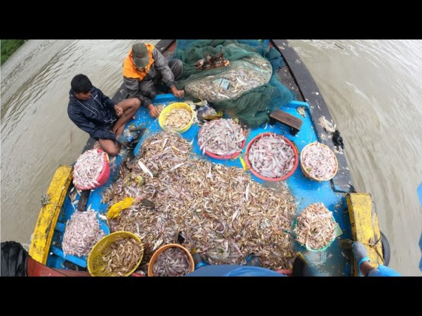 भाईंदरमध्ये सुकी मासळी गायब! बोंबीलप्रेमींचा हिरमोड, मच्छीमार आर्थिक संकटात