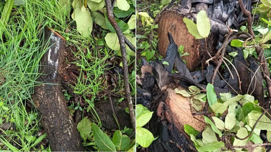 भाईंदर: मेट्रो कारशेडसाठी झाडांचे चुकीचे सर्वेक्षण, महापालिकेचा फेरसर्वेक्षणाचा निर्णय
