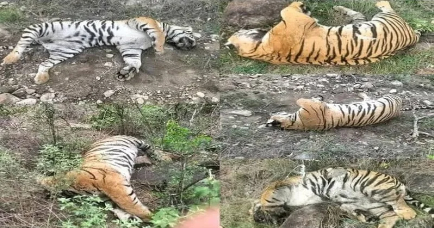 कर्नाटक के एमएम हिल्स रिजर्व में मां और चार शावकों सहित पांच बाघों की ज़हर देकर हत्या, जांच के आदेश
