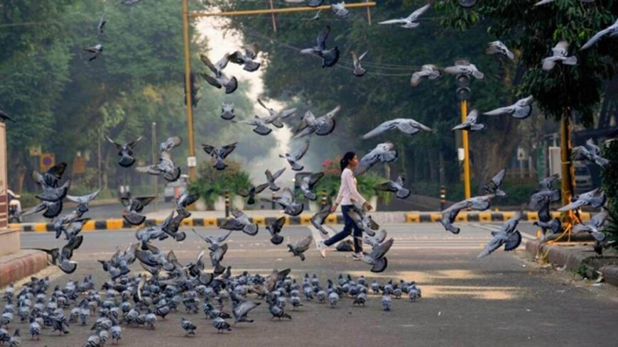 मुंबई: स्वास्थ्य खतरे को देखते हुए महाराष्ट्र सरकार ने 'कबूतर खाना' तत्काल बंद करने के दिए आदेश