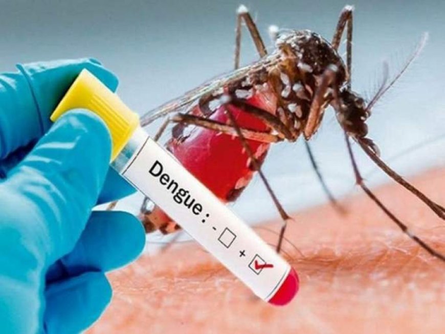 Nashik Sees Spike in Dengue Cases: 29 Reported in First Week of July Alone