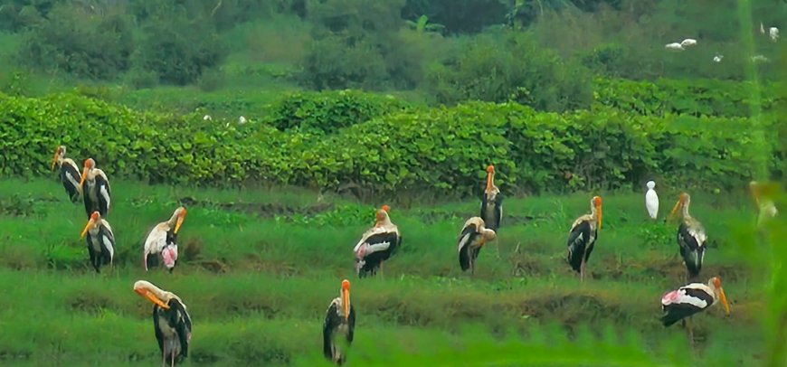 चित्रबलाकचे वसईत आगमन; पक्षीप्रेमींना अनोखा आनंद