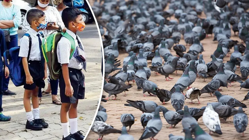 कबूतरखानों से स्वास्थ्य खतरे पर बॉम्बे हाईकोर्ट सख्त, कबूतर की बीट से फेफड़ों की बीमारी पर मांगा मेडिकल डेटा