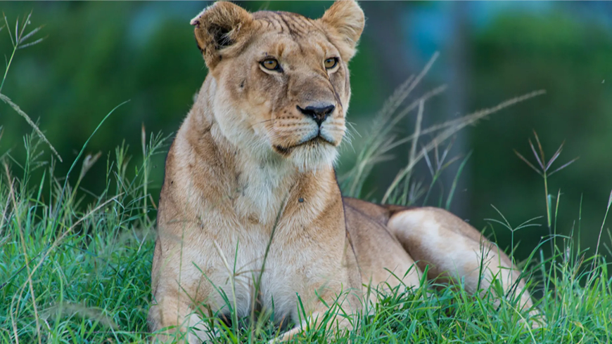 New Disease Scare in Amreli After Death of Three Lion Cubs: Forest Officials Isolate 9 Lions, CDV and Babesiosis Suspected