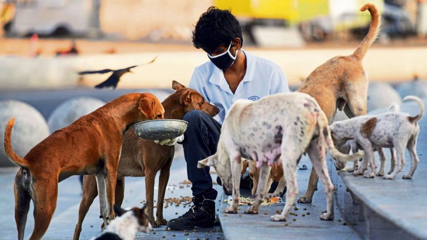 Rally and Silent March for Street Dog Welfare to Be Held in Mumbai on August 14–15