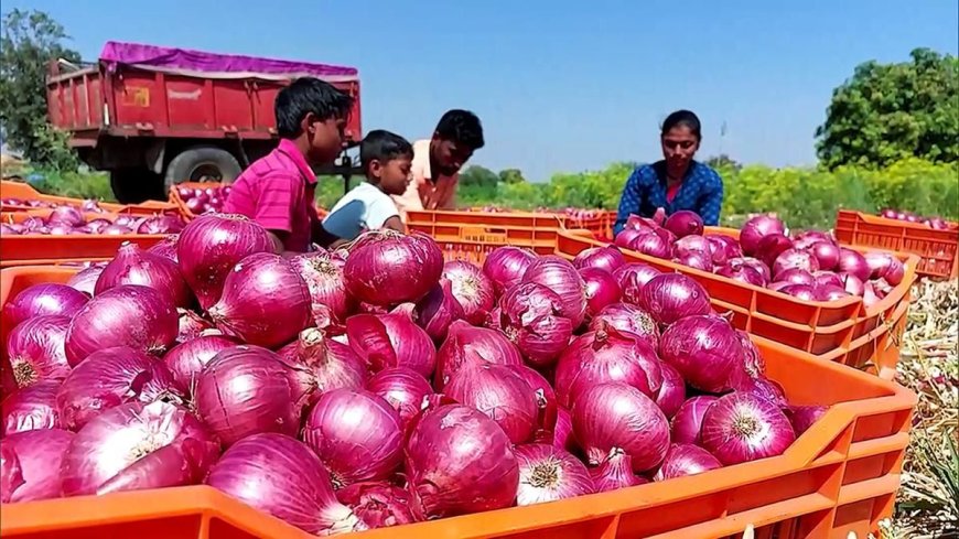 महाराष्ट्र में प्याज किसानों को राहत: सरकार ने मंजूर की ₹350 प्रति क्विंटल की सब्सिडी