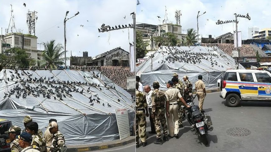 कबुतरखान्यावरील बंदी उच्च न्यायालयाकडून कायम; मुंबई महापालिकेला नागरिकांचे मत घेण्याचे आदेश